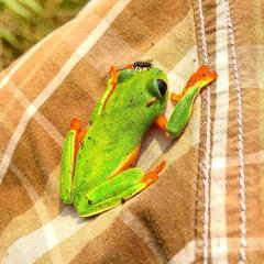 Agalychnis moreletii