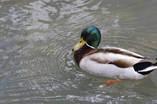Mallard