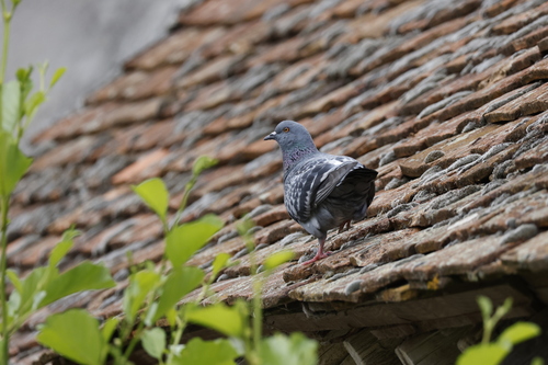 Feral Pigeon
