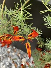 Lotus berthelotii