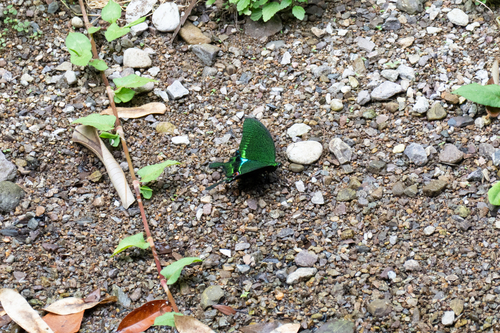 Paris Peacock Swallowtail