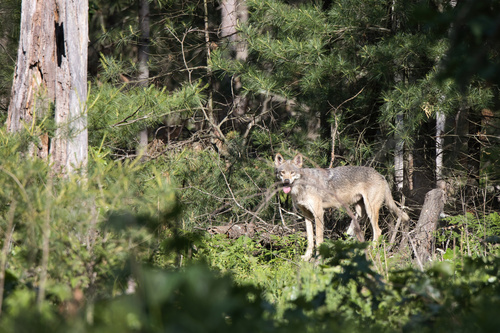 Gray Wolf photographed in Wisconsin