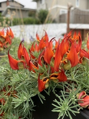 Lotus berthelotii