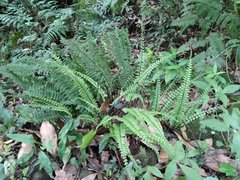 Hymenasplenium cheilosorum