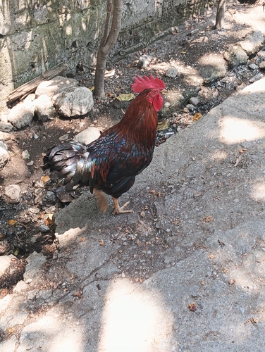 Domestic Chicken
