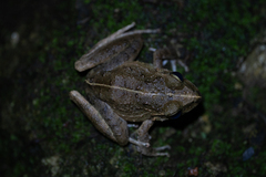 Long-Legged Streamfrog photo 2
