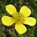 Australian Buttercup - Photo (c) Chris Jonkers, some rights reserved (CC BY-NC), uploaded by Chris Jonkers