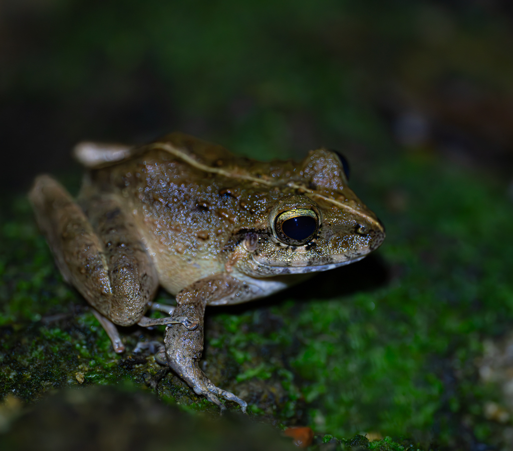 Long-Legged Streamfrog