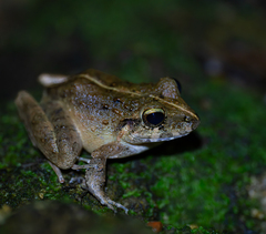 Long-Legged Streamfrog photo 1