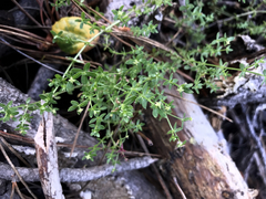 Galium porrigens