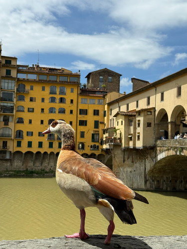 iNaturalist image