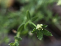 Galium porrigens