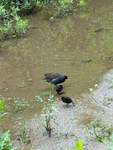 iNaturalist: (c) sophronie_roi, some rights reserved (CC BY-NC) iNaturalist image