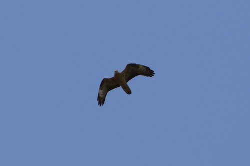 European Honey-buzzard