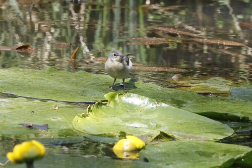 Grey Wagtail