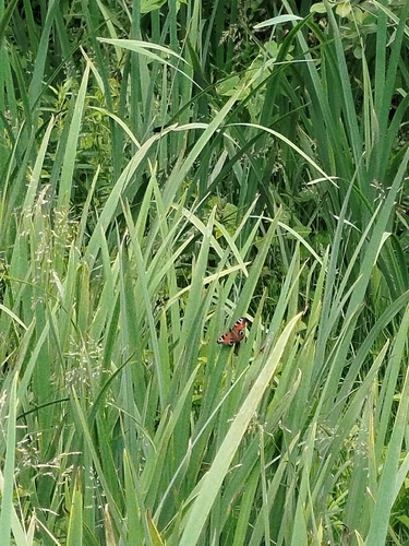 European Peacock Butterfly