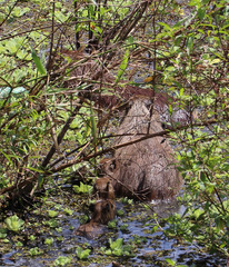 Hydrochoerus isthmius