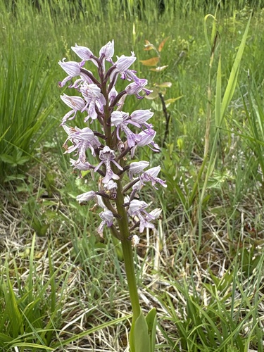 Military Orchid