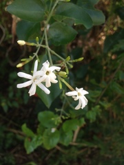 Jasminum fluminense