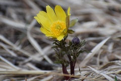 Adonis villosa