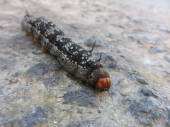 Arsenura polyodonta