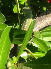 Anolis carolinensis