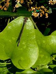 Argia