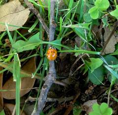 Harmonia axyridis