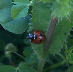 Coccinella septempunctata