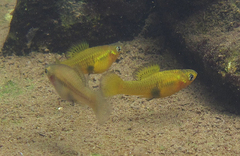 Xiphophorus variatus