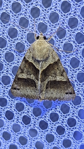 iNaturalist observation photo of Forage Looper Moth