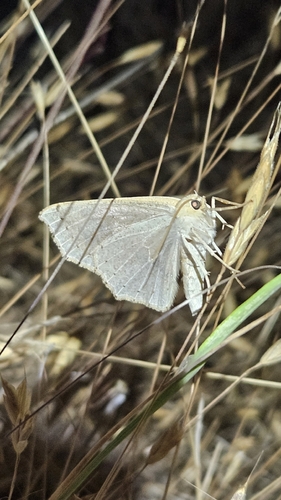 iNaturalist observation photo of Ennomini