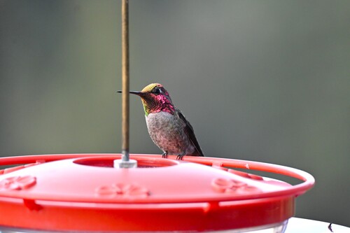 Anna's Hummingbird photographed in Oregon