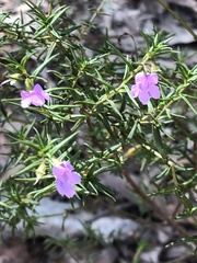 Prostanthera scutellarioides