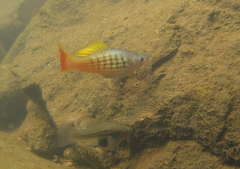 Xiphophorus variatus