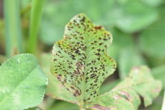 Polythrincium trifolii