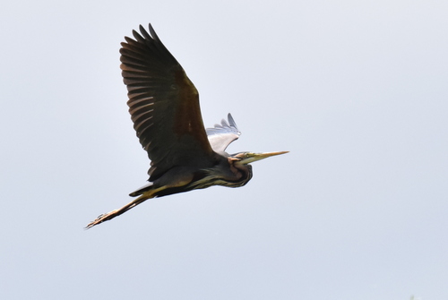 iNaturalist image