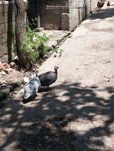 Helmeted Guineafowl