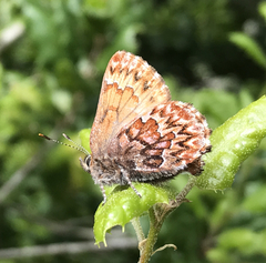 Callophrys eryphon