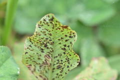 Polythrincium trifolii