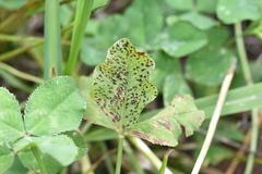 Polythrincium trifolii