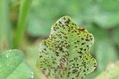 Polythrincium trifolii