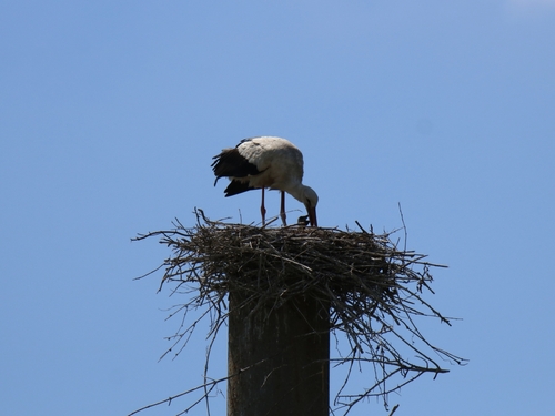 iNaturalist image