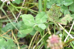 Polythrincium trifolii