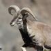 岩羊 - Photo (c) Fabrice Stoger，保留部份權利CC BY-SA
