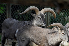 Bharal photo 4
