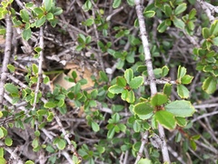 Ceanothus gloriosus porrectus