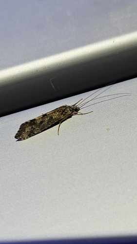 iNaturalist observation photo of Caddisflies