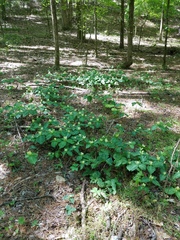 Trillium discolor