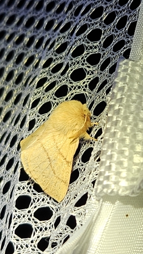 iNaturalist observation photo of Tent Caterpillar Moths